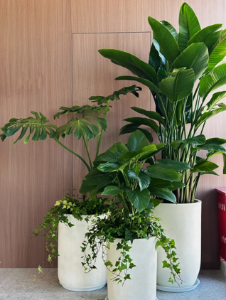 宁波室内植物租赁费用-北仑商务花木出租推荐-奉化室内绿植出租方案-杭州湾办公室植物租赁店